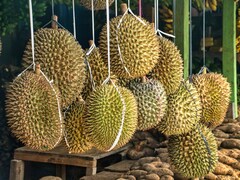 Durian Fruits Durian Fruits