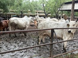 Ground Report: कैग रिपोर्ट में खुलासा, राजस्थान की गौशालाओं में हुआ करोड़ों रुपए का घोटाला, गौशाला प्रबंधकों ने नकारा