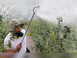 Agriculture Story: शेतकऱ्यांनो, औषध फवारणी करताना कशी काळजी घ्याल? 'या' 5 गोष्टी लक्षात ठेवा