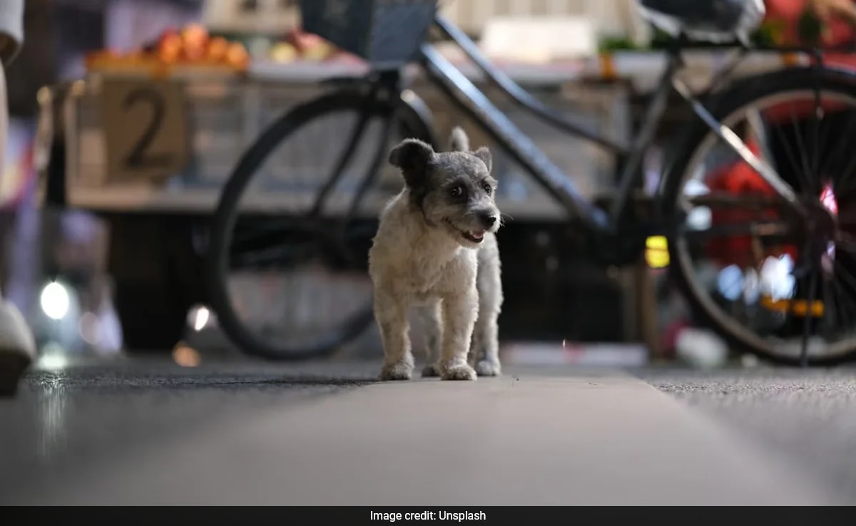 2-Month-Old Puppy Sexually Assaulted, Thrashed By Man In Mumbai: Police