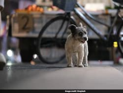 2-Month-Old Puppy Sexually Assaulted, Thrashed By Man In Mumbai: Police