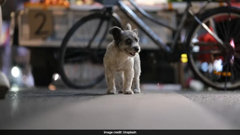 2-Month-Old Puppy Sexually Assaulted, Thrashed By Man In Mumbai: Police