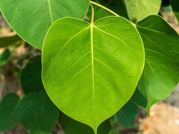 Peepal upay : पीपल के पेड़ से जुड़े ये उपाय करने से दूर होगा पितृ दोष, जानिए यहां Peepal upay : पीपल के पेड़ से जुड़े ये उपाय करने से दूर होगा पितृ दोष, जानिए यहां