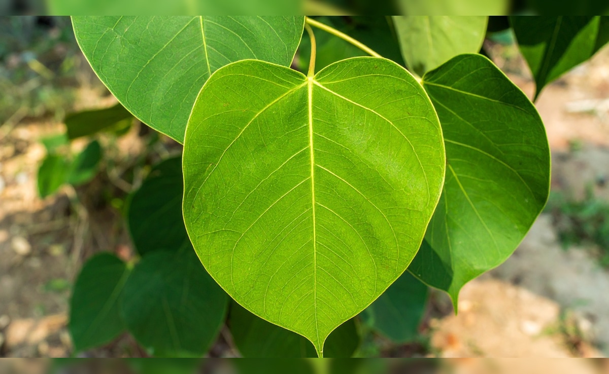 Latest and Breaking News on NDTV Latest and Breaking News on NDTV