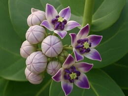 दांत दर्द से लेकर पाचन तक, इन समस्याओं को दूर करने में मददगार है औषधिय गुणों से भरपूर अकौआ, जानें फायदे और उपयोग का तरीका