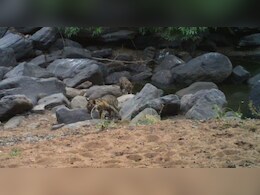 Rajasthan: रणथंभौर में बाघ‍िन RBT-135 ने दो शावकों को द‍िया जन्‍म, कैमरे में हुए ट्रैप 