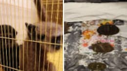 Flyer Smuggles In 2 Monkeys, 7 Tortoises From Bangkok, Caught In Chennai