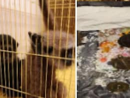 Flyer Smuggles In 2 Monkeys, 7 Tortoises From Bangkok, Caught In Chennai Flyer Smuggles In 2 Monkeys, 7 Tortoises From Bangkok, Caught In Chennai