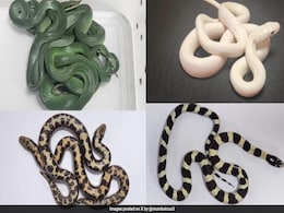 Wriggling Cargo: Mumbai Customs Seize 16 Snakes From Passenger Returning From Thailand Wriggling Cargo: Mumbai Customs Seize 16 Snakes From Passenger Returning From Thailand