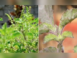 Rama-shyama tulsi significance : घर में रामा और श्यामा तुलसी लगाने से क्या होता है, जानिए यहां पर... Rama-shyama tulsi significance : घर में रामा और श्यामा तुलसी लगाने से क्या होता है, जानिए यहां पर...