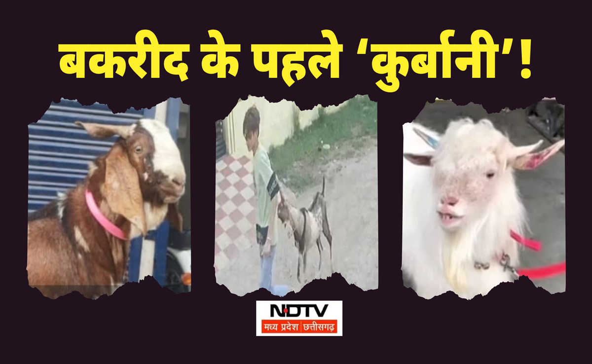 Eid al-Adha 2025: ईद से पहले भोपाल में सुल्तान-ताज समेत 50+ बकरे चोरी, पुलिस परेशान, देखिए एक्सक्लूसिव रिपोर्ट