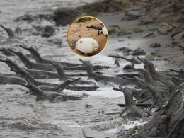 चंबल में घड़ियालों के सफल प्रजनन के लिए वन विभाग की टीम तैनात, तार फेसिंग के साथ लगाए गए 2 जवान