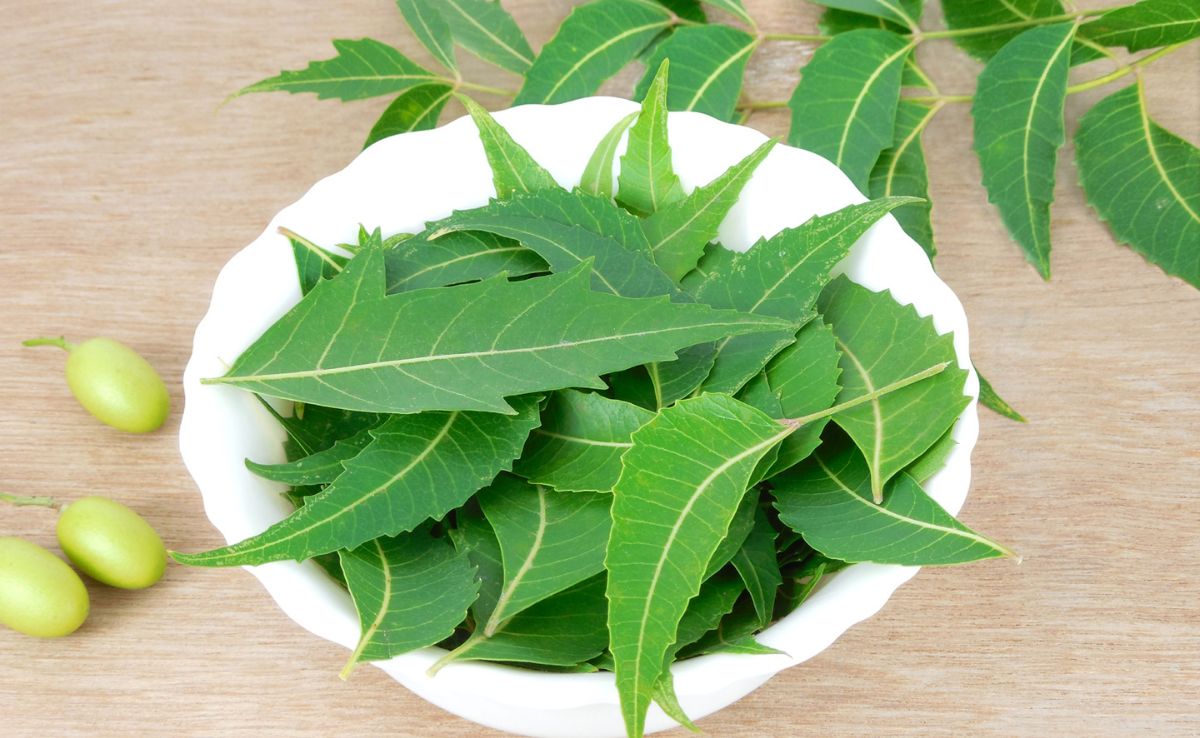 Neem is widely available in forms like leaves, oil, capsules, and powders