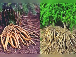 हर स्त्री के लिए आयुर्वेद का वरदान है शतावरी, जानें क्या हैं इसके फायदे ?