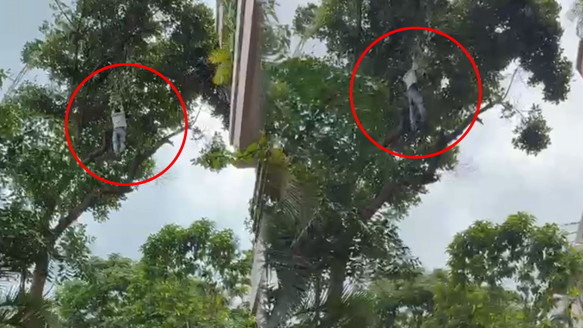 Drunk Man Climbs Tree To Pluck Jackfruit In Bengaluru, Falls 50 Feet