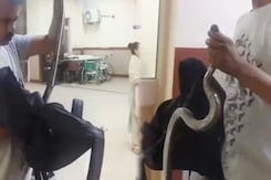 'I've Been Bit, Help': Rajasthan Man Walks Into Hospital Holding Huge Snake 'I've Been Bit, Help': Rajasthan Man Walks Into Hospital Holding Huge Snake