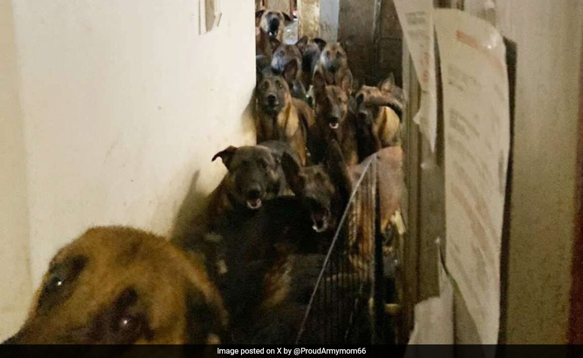 Мъж в САЩ е обвинен в задържане на 48 кучета