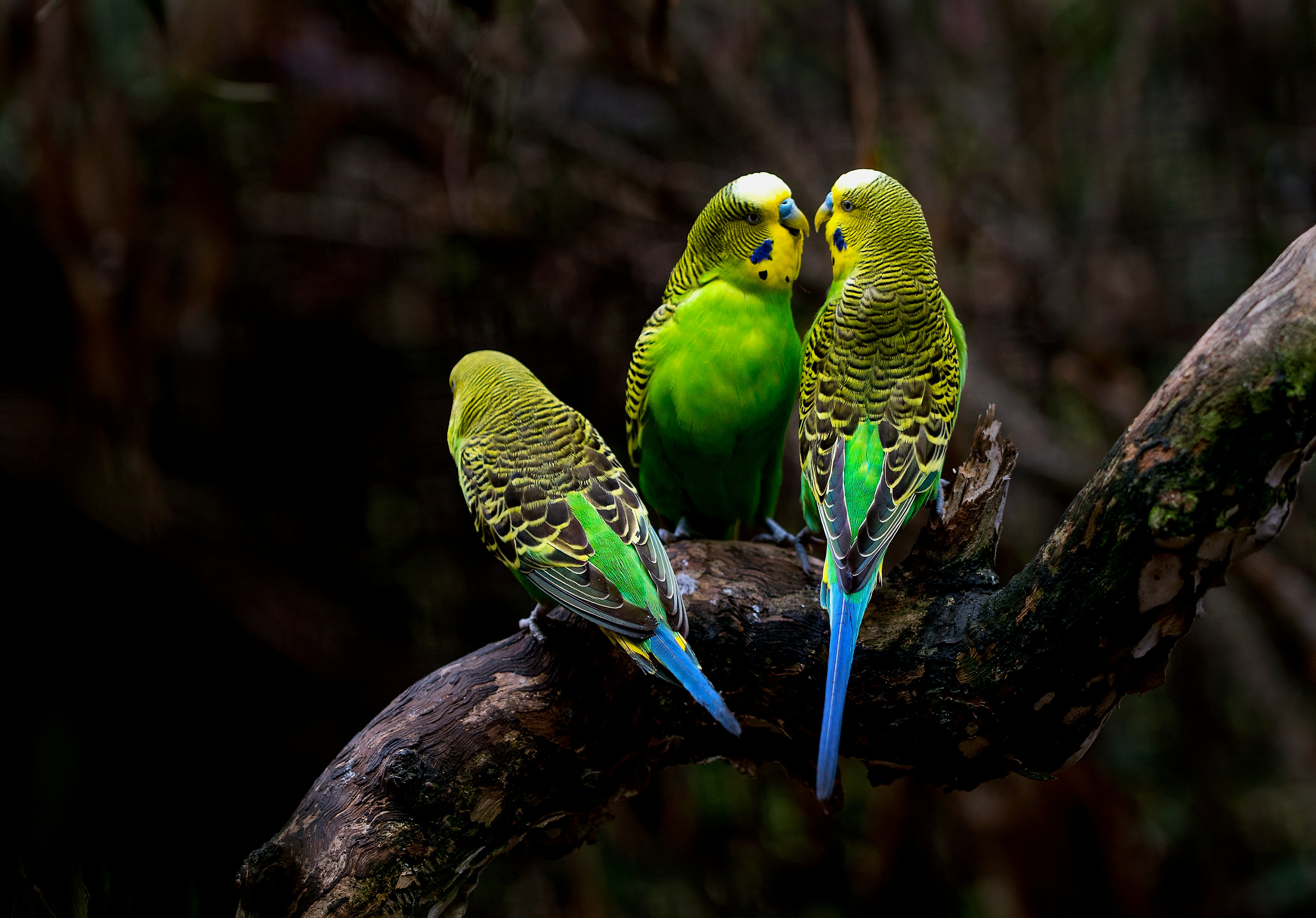 Study Reveals Impact Of Heat Extremes On Tropical Birds&#039; Populations