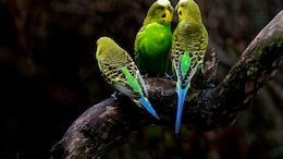 Study Reveals Impact Of Heat Extremes On Tropical Birds' Populations