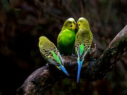 Study Reveals Impact Of Heat Extremes On Tropical Birds' Populations Study Reveals Impact Of Heat Extremes On Tropical Birds' Populations