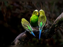 Study Reveals Impact Of Heat Extremes On Tropical Birds' Populations