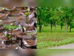 वन महोत्सव सप्ताह में MHADA लगाएगी दो लाख पौधे, मुंबई के अनुपयोगी प्लॉट्स पर उगेंगे शहरी जंगल