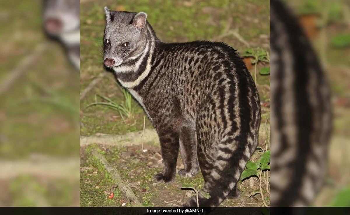 Бързо четене Резюме е генериран от AI прегледано Newsroom Булката