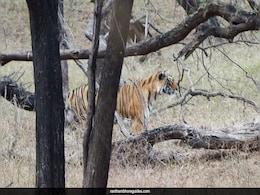 Ranthambore's Tigress Arrowhead Dies After Daughter's Relocation And Epic Crocodile Fight Ranthambore's Tigress Arrowhead Dies After Daughter's Relocation And Epic Crocodile Fight