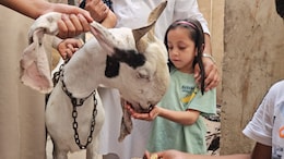 Bakrid: अजमेर में बिक रहे खास नस्ल के बकरे...दुबई और सऊदी में भी डिमांड, पालने के लिए है एसी-कूलर और खिलाया जाता है काजू-बादाम