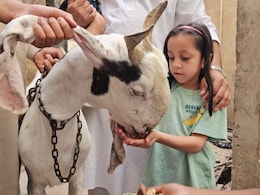 Bakrid: अजमेर में बिक रहे खास नस्ल के बकरे...दुबई और सऊदी में भी डिमांड, पालने के लिए है एसी-कूलर और खिलाया जाता है काजू-बादाम