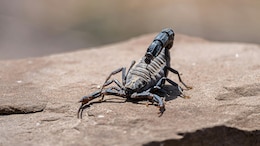 Scorpion Venom Could Be Used To Treat Breast Cancer