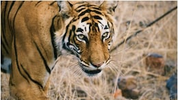Woman Killed, Dragged 100 Metres By Tiger In Karnataka