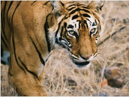 Woman Killed, Dragged 100 Metres By Tiger In Karnataka Woman Killed, Dragged 100 Metres By Tiger In Karnataka
