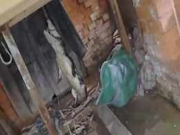 गांव में पहुंचा अनचाहा मेहमान, घर के दरवाजे पर विशालकाय मगरमच्छ को देख हलक में आ गई जान, देखें VIDEO गांव में पहुंचा अनचाहा मेहमान, घर के दरवाजे पर विशालकाय मगरमच्छ को देख हलक में आ गई जान, देखें VIDEO