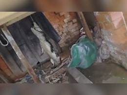 Video: Crocodile Enters UP Home, Villagers Tie It Up. Then This Happens