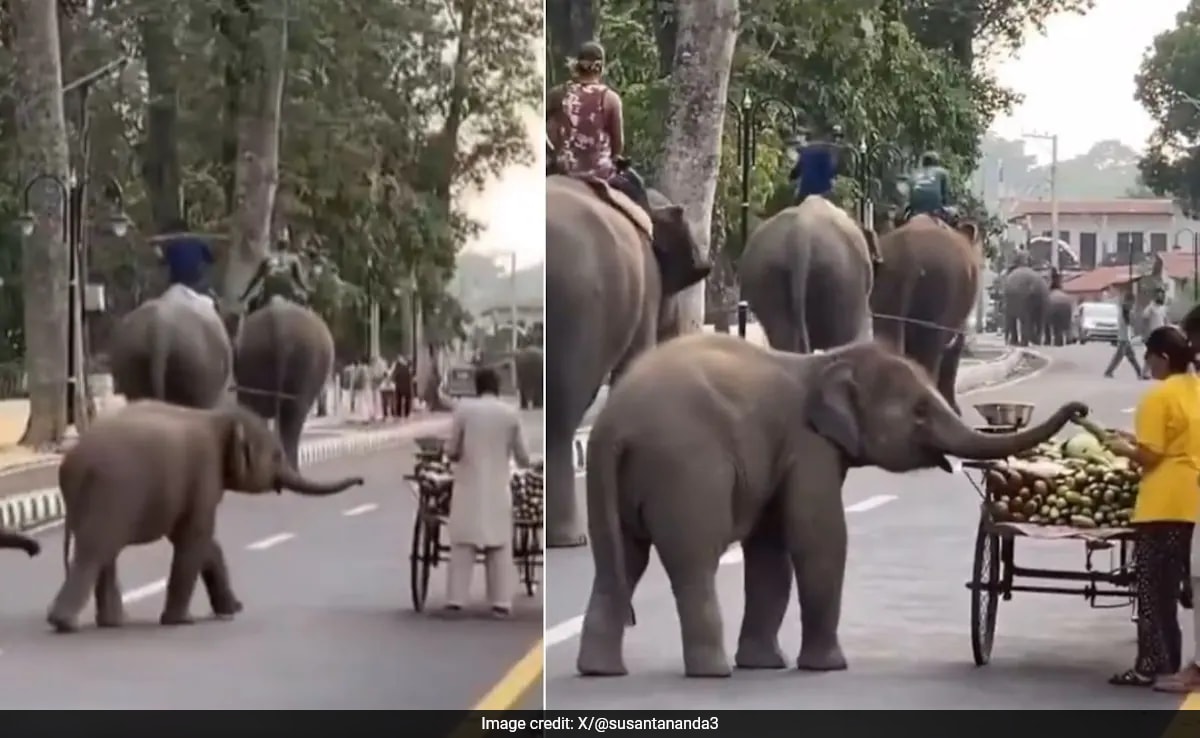 Очарователно видео на бебешки слон който вдига зеленчук от пътната