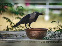 श्राद्ध में कौए को भोजन क्यों कराते हैं? ज्योतिषाचार्य से जानिए इसका धार्मिक, समाजिक और पर्यावरणीय महत्व