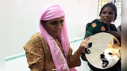 एमपी के सिलावद के हाट-बाजार में भी पागल कुत्ते का आतंक, एक घंटे में 11 लोगों को शिकार बनाने से फैली दहशत