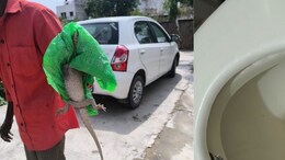 Rajasthan: टॉयलेट सीट से अचानक बाहर निकला 2 फीट लंबा गोयरा, 45 मिनट तक दहशत में रहा परिवार