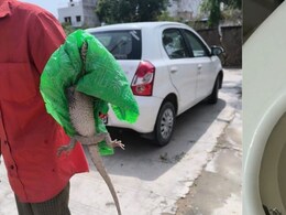 Rajasthan: टॉयलेट सीट से अचानक बाहर निकला 2 फीट लंबा गोयरा, 45 मिनट तक दहशत में रहा परिवार