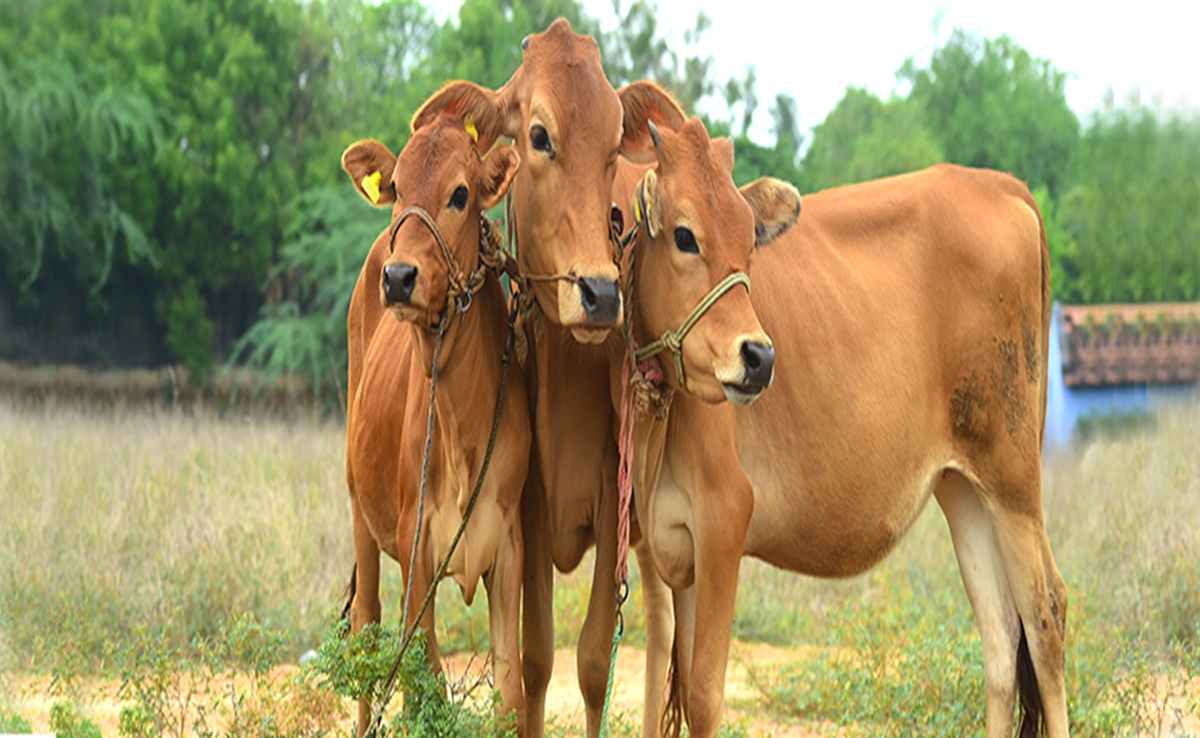 Environment: गौसेवा से जलवायु सेवा; जबलपुर की गौशालाओं में इस प्रोजेक्ट से मीथेन उत्सर्जन में 18% तक की कमी