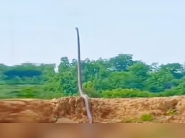 किसी इंसान की तरह खड़ा हो गया 20 फीट लंबा सांप, वीडियो देख कांप उठेगा कलेजा किसी इंसान की तरह खड़ा हो गया 20 फीट लंबा सांप, वीडियो देख कांप उठेगा कलेजा