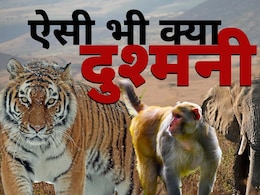 बाघ, हाथी, बंदर को क्यों मार डालना चाहती है केरल सरकार? करना चाहती है कानून में बदलाव बाघ, हाथी, बंदर को क्यों मार डालना चाहती है केरल सरकार? करना चाहती है कानून में बदलाव