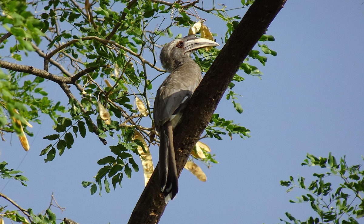 Malabar grey hornbill. Photo: Pixabay Malabar grey hornbill. Photo: Pixabay