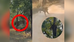 Pench Tiger Reserve :  टाइगर रिजर्व का रोमांचक Video वायरल, तेंदुए ने ऐसे दिया बाघ को चकमा