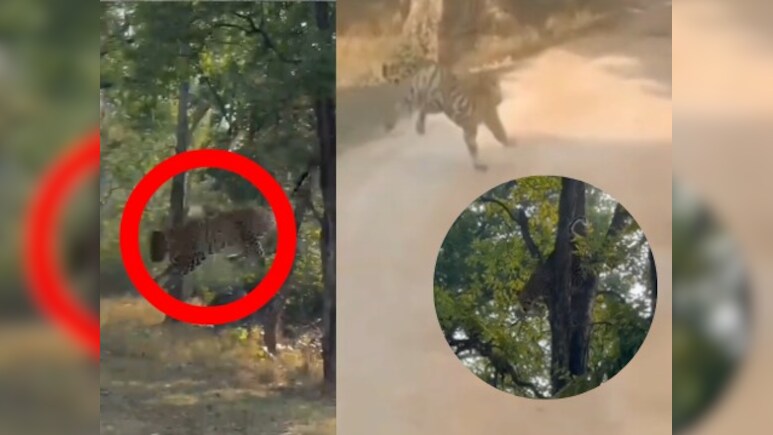 Pench Tiger Reserve :  टाइगर रिजर्व का रोमांचक Video वायरल, तेंदुए ने ऐसे दिया बाघ को चकमा