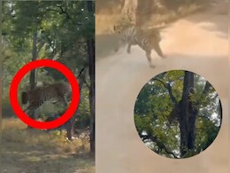 Pench Tiger Reserve :  टाइगर रिजर्व का रोमांचक Video वायरल, तेंदुए ने ऐसे दिया बाघ को चकमा Pench Tiger Reserve :  टाइगर रिजर्व का रोमांचक Video वायरल, तेंदुए ने ऐसे दिया बाघ को चकमा