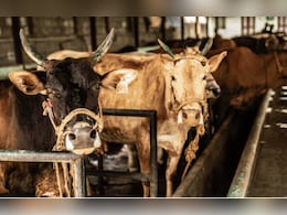 Rajasthan: गाय एक दिखाई दो, जयपुर की गौशालाओं में हुआ 20 करोड़ का घोटाला, रिकवरी की तैयारी