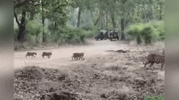 Tigress Video: शावकों के साथ सड़क पार करती दिखी बाघिन, पर्यटकों ने कैमरे में कैद किया मनमोहक नजारा