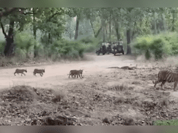 Tigress Video: शावकों के साथ सड़क पार करती दिखी बाघिन, पर्यटकों ने कैमरे में कैद किया मनमोहक नजारा Tigress Video: शावकों के साथ सड़क पार करती दिखी बाघिन, पर्यटकों ने कैमरे में कैद किया मनमोहक नजारा